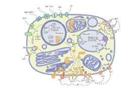 [Schematic Diagram of Yeast Cell]