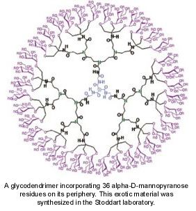 [Image of glycodendrimer]