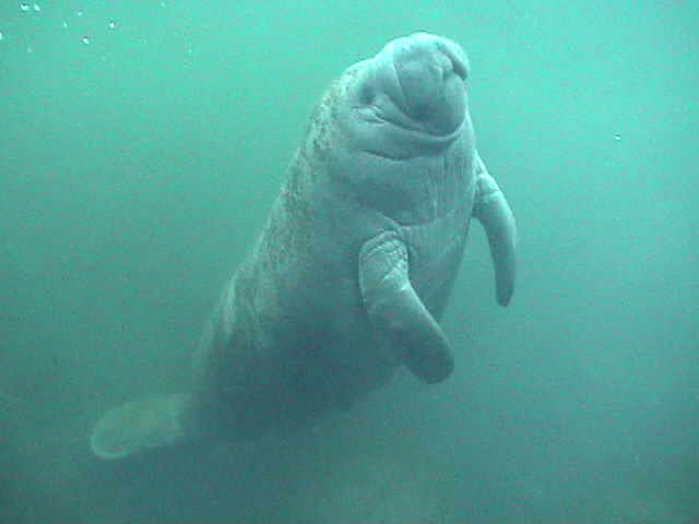 manatee baby