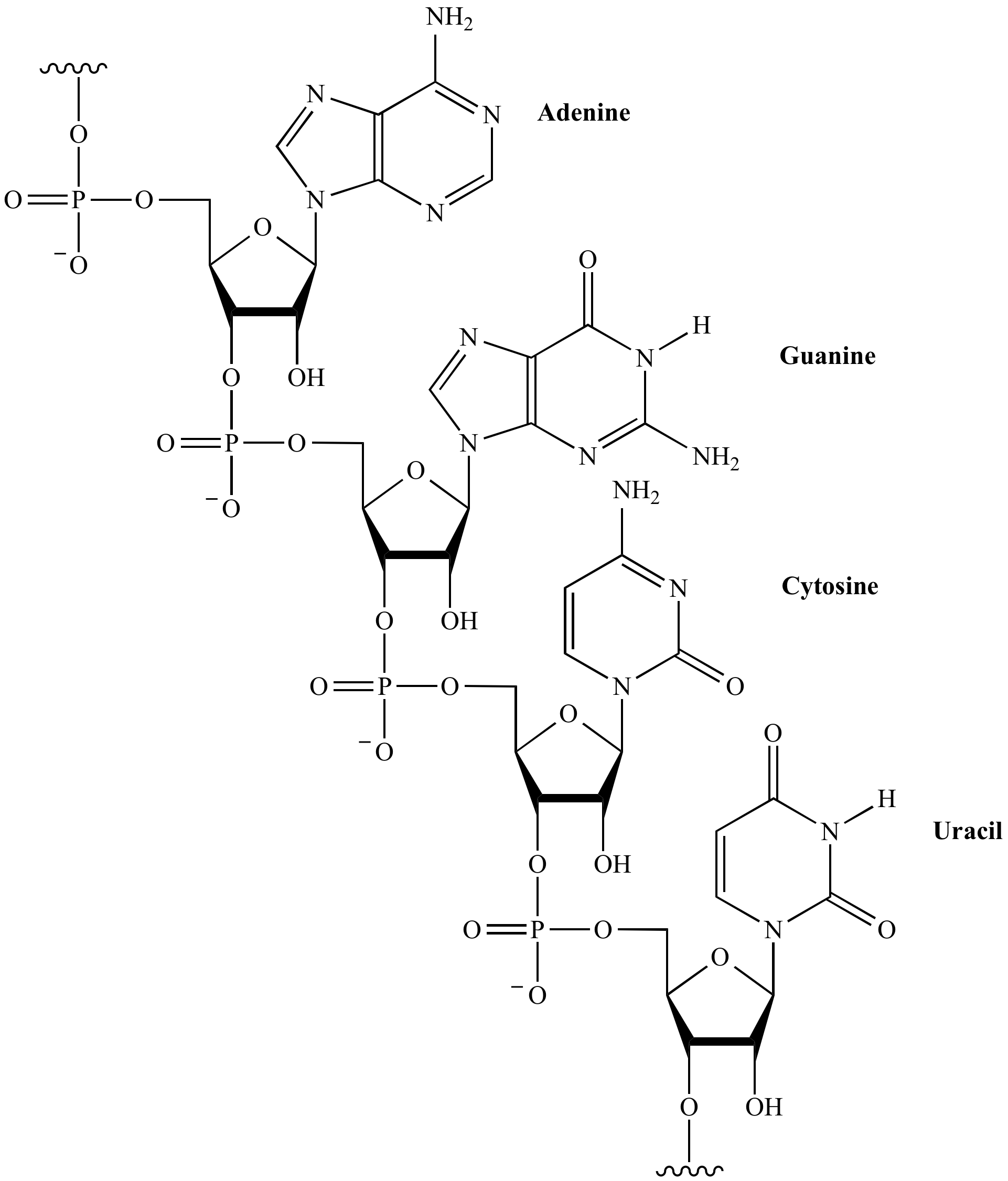 Illustrated Glossary of Organic Chemistry RNA