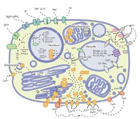 [Schematic Diagram of Yeast Cell]