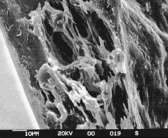 [Image of polyaniline membrane]