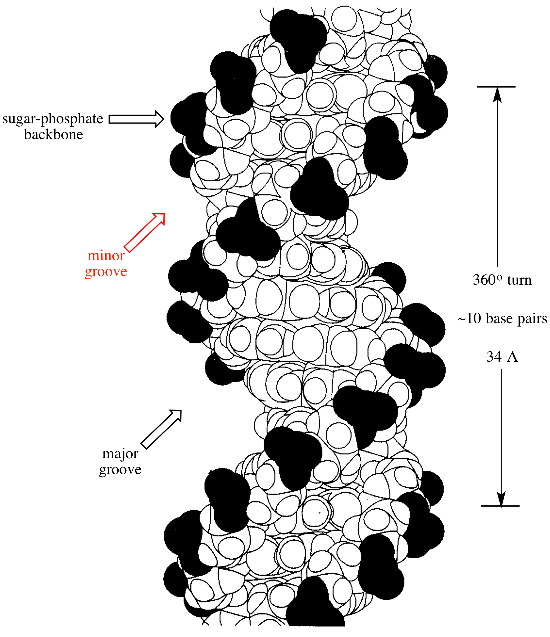 Illustrated Glossary Of Organic Chemistry Minor Groove