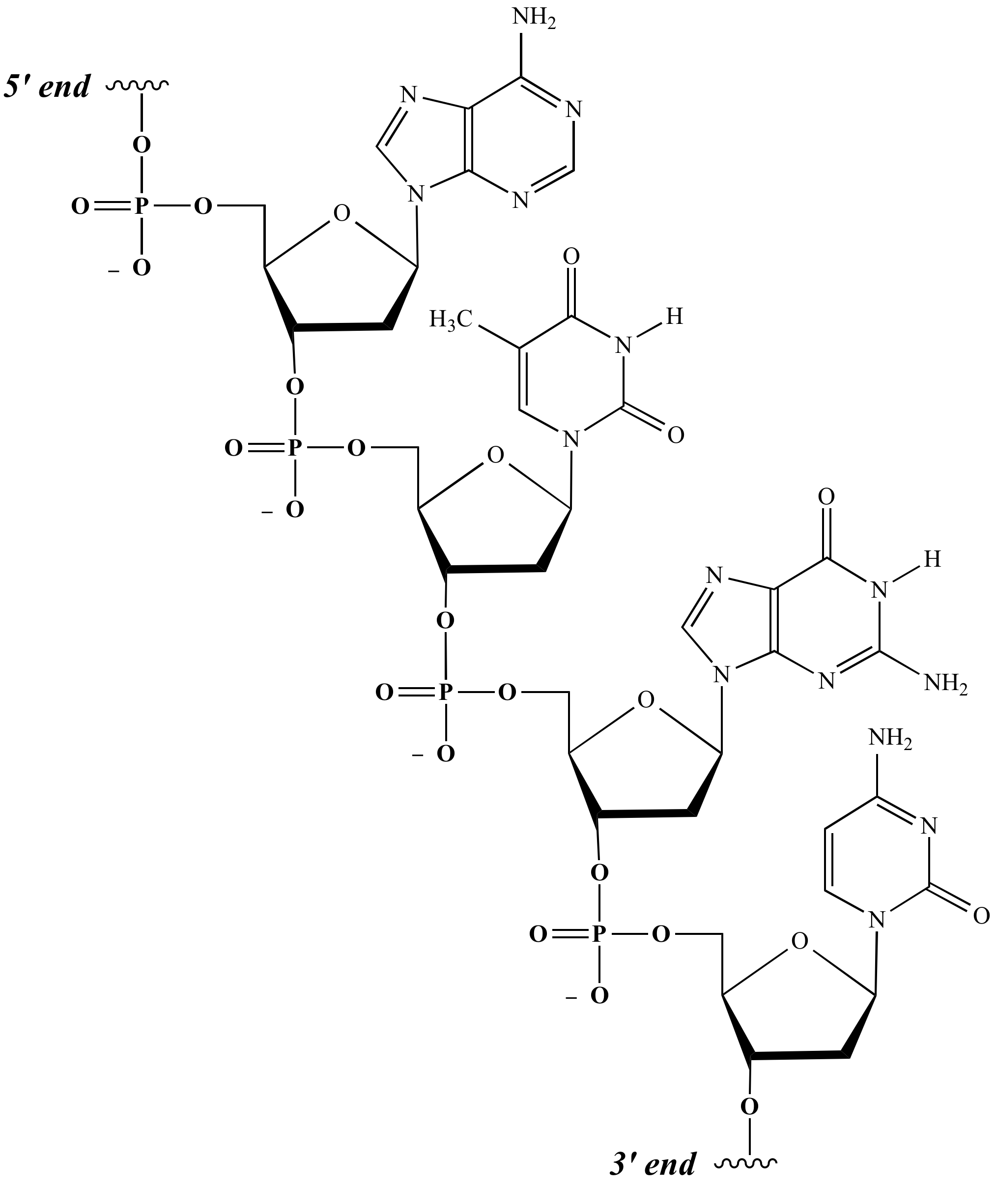 Illustrated Glossary of Organic Chemistry Nucleic acid