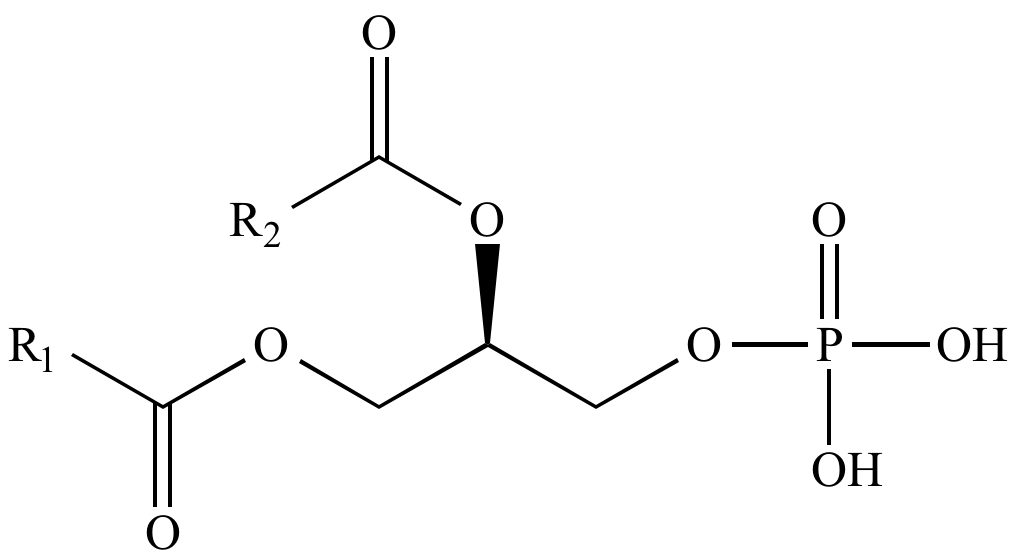 Illustrated Glossary of Organic Chemistry - Phosphatidic acid