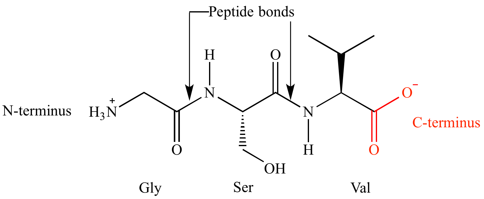 Illustrated Glossary of Organic Chemistry - C-terminus