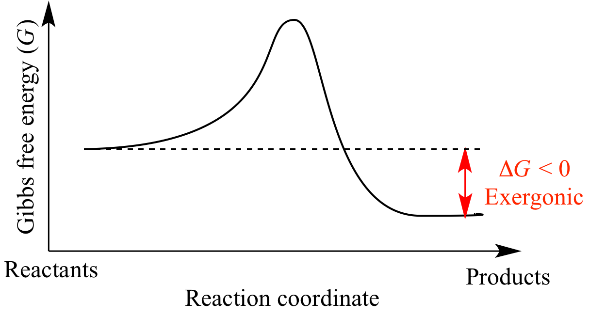 Illustrated glossary of organic chemistry exergonic
